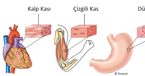 Kas Sistemi