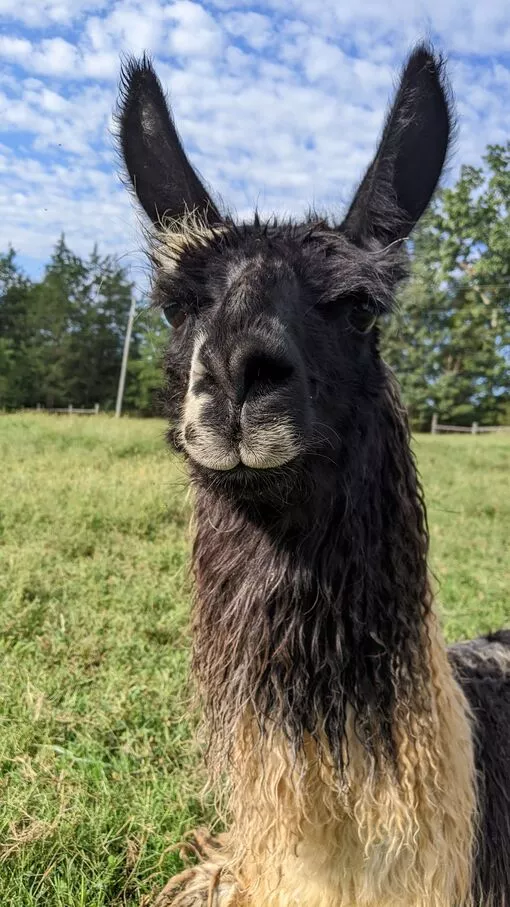 An image of a llama named Booyah