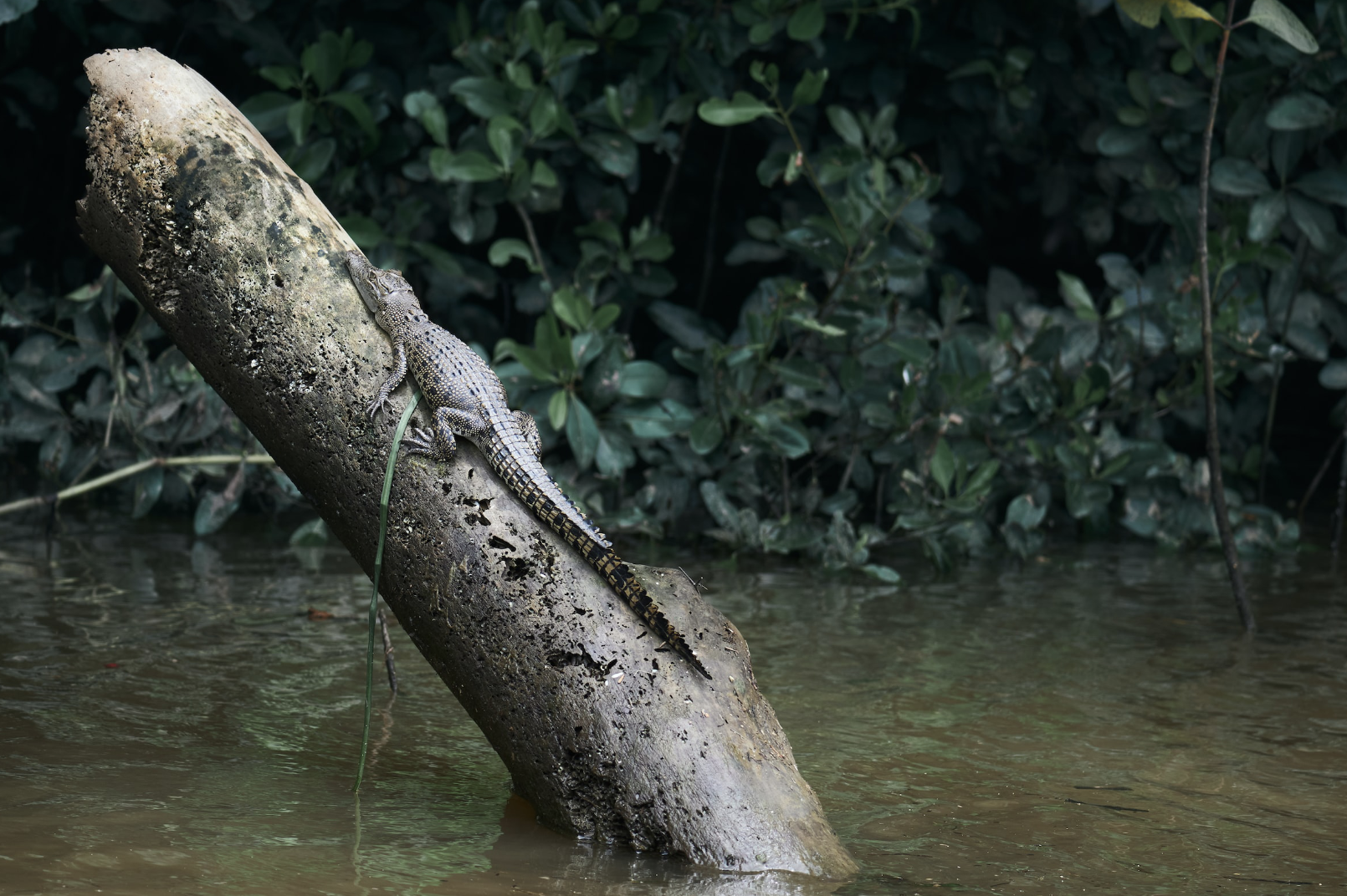 小鳄鱼站在一根木头上