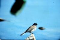 A Reed Bunting perches on a small stone
