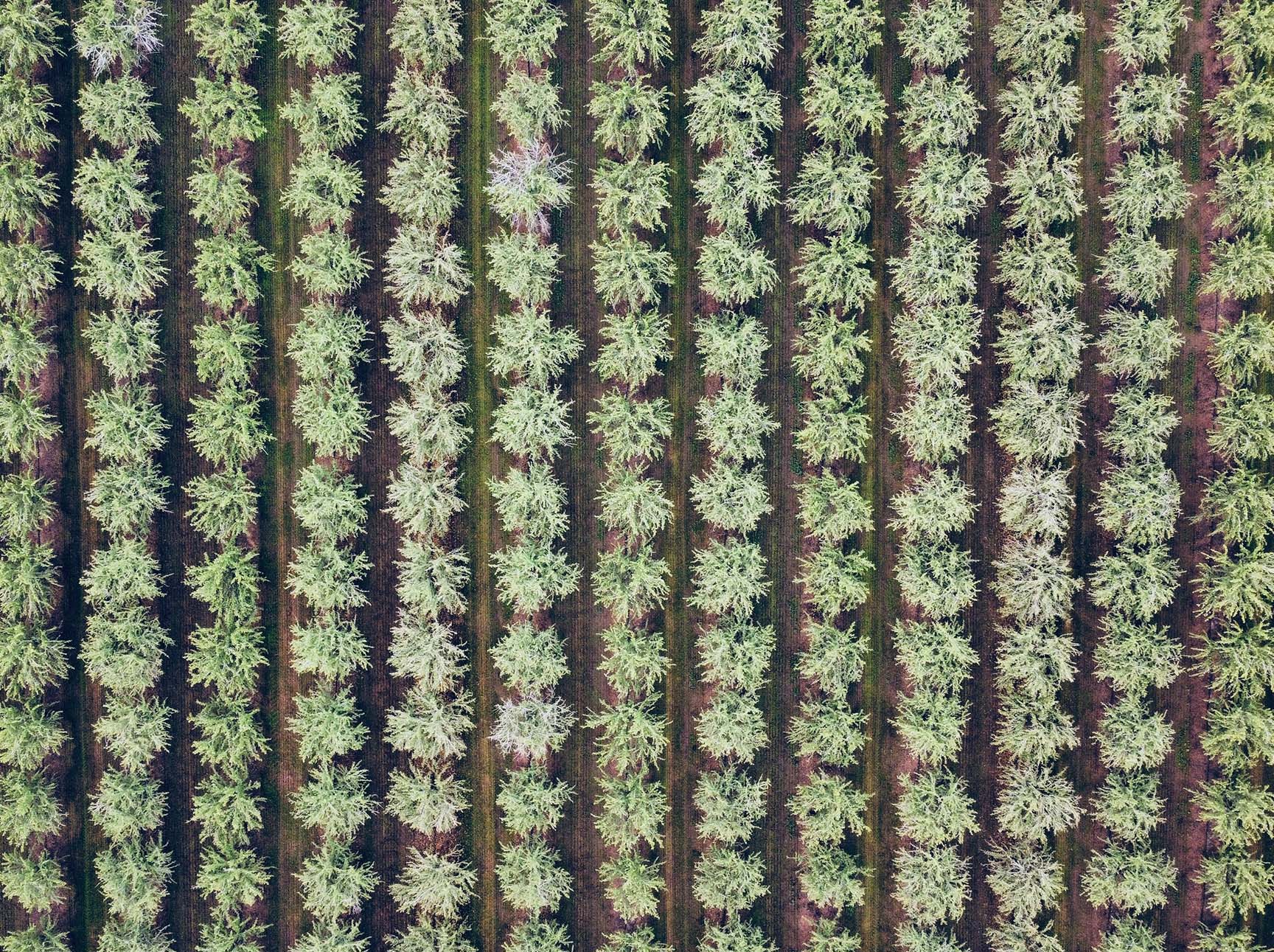 An arial shot of an almond orchard