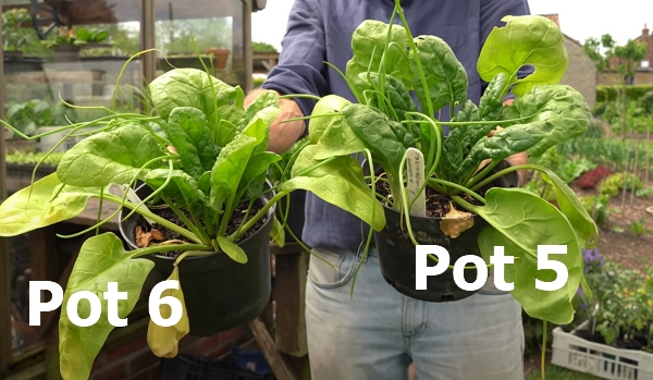 Pot 5 versus pot 6, with a stronger pot 5