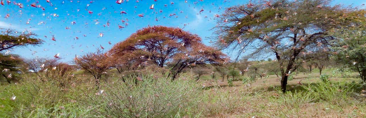 Locusts in pasture land Kenya