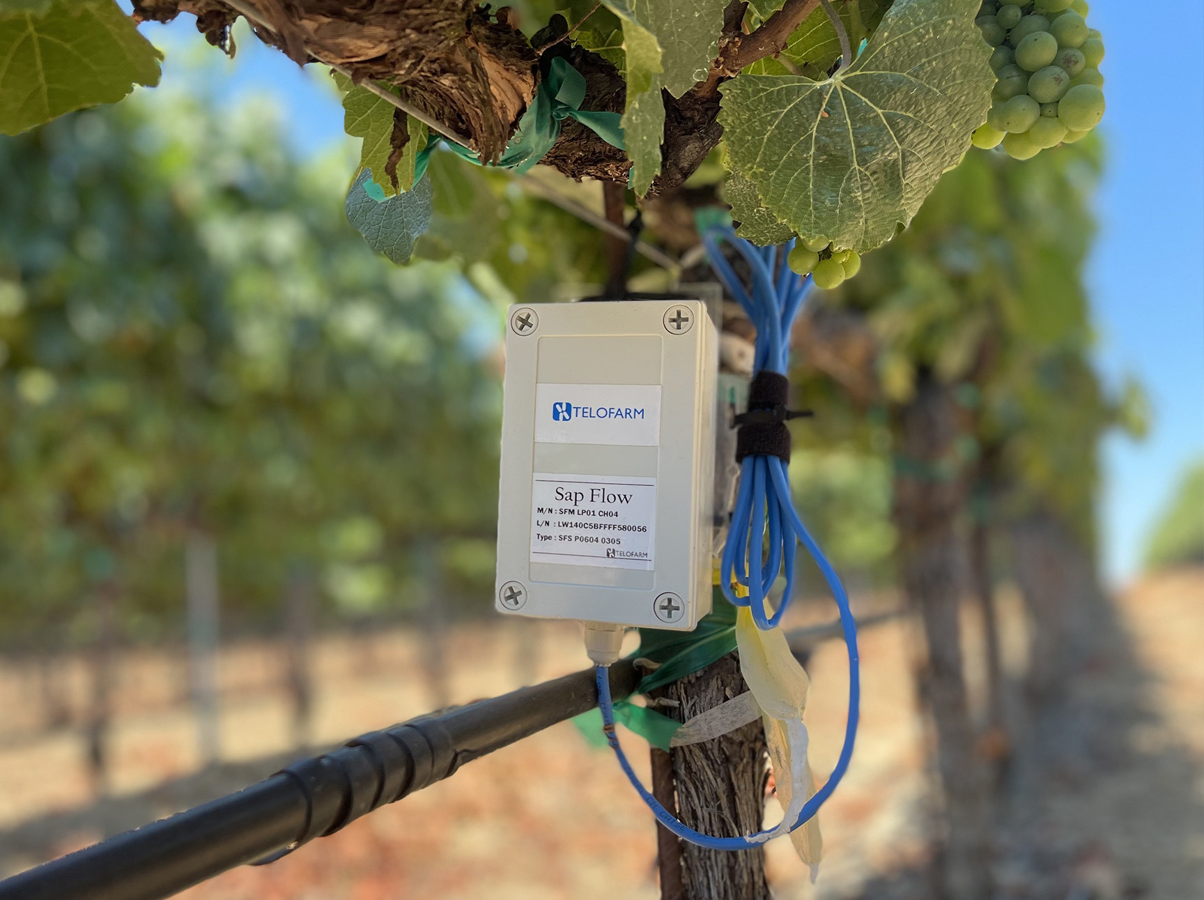 A sap flow module installed on a grapevine