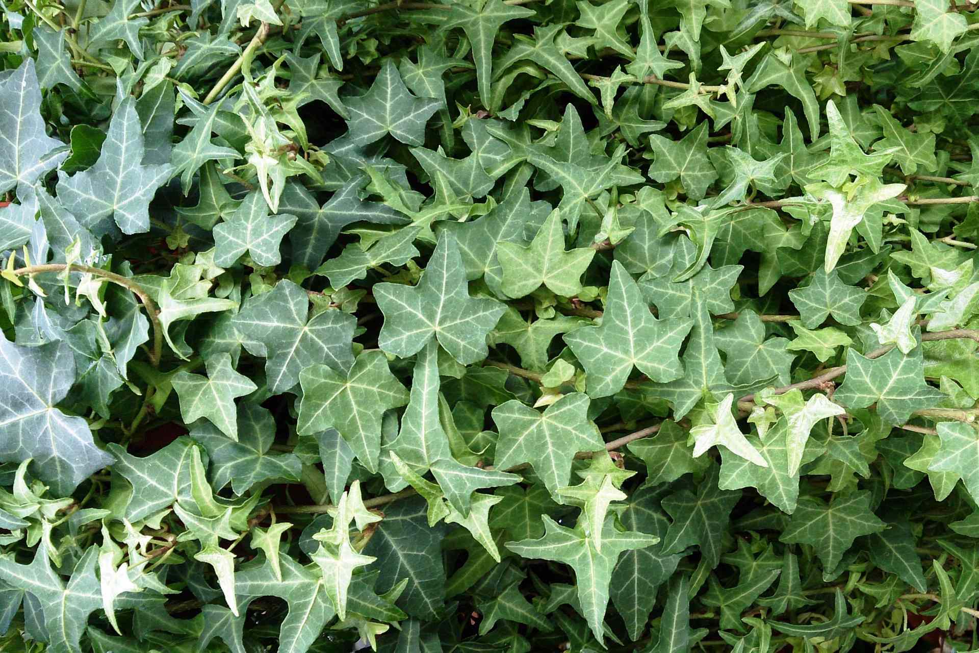 English Ivy