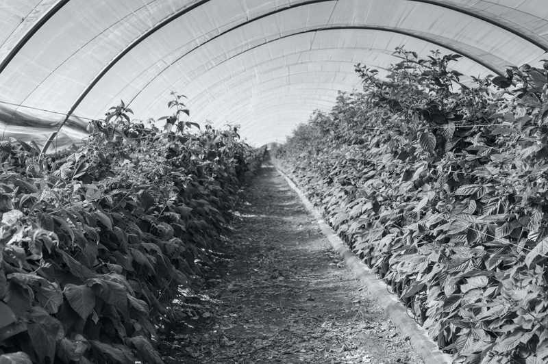 Черно-бяло изображение на плодове, растящи вътре в политунел.