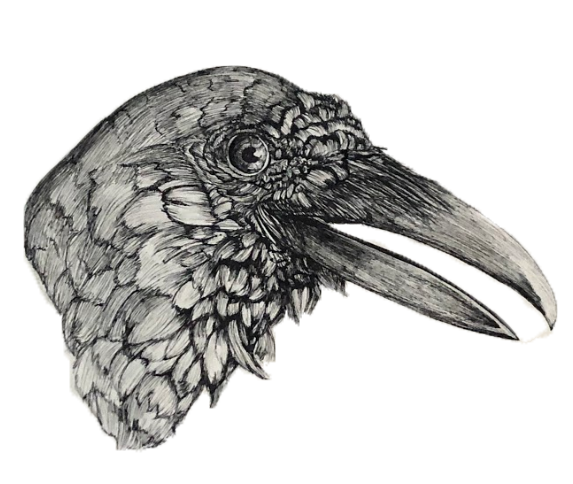 Drawing of a Raven