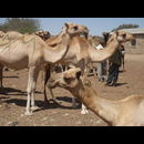 Somalia Camel Market 14