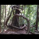 Cambodia Jungle Ruins 29