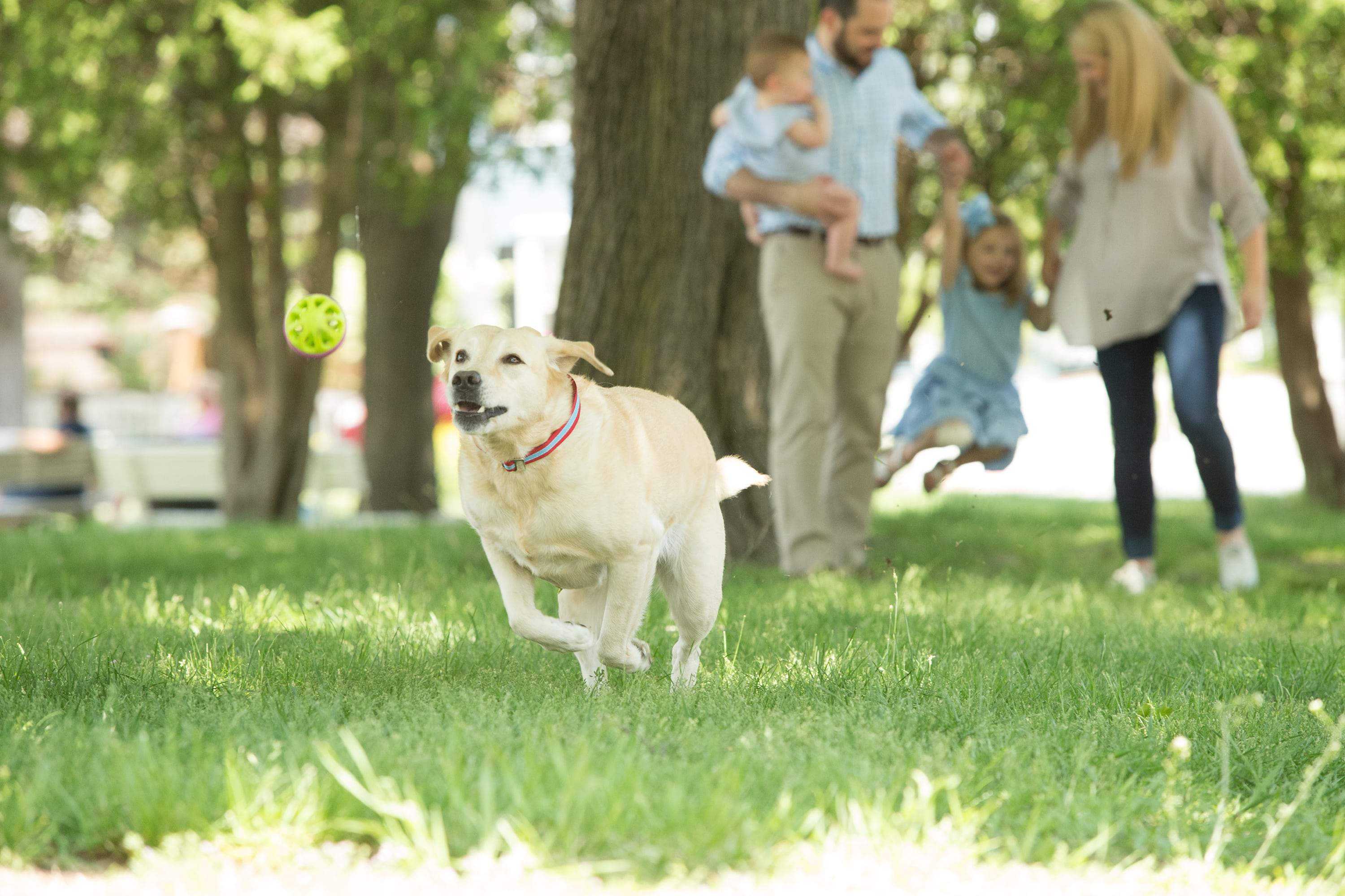 6 Tips for Handling High-Energy Dogs