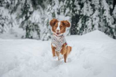 Running in cold weather: tips and tricks for healthy, effective training for you and your dog