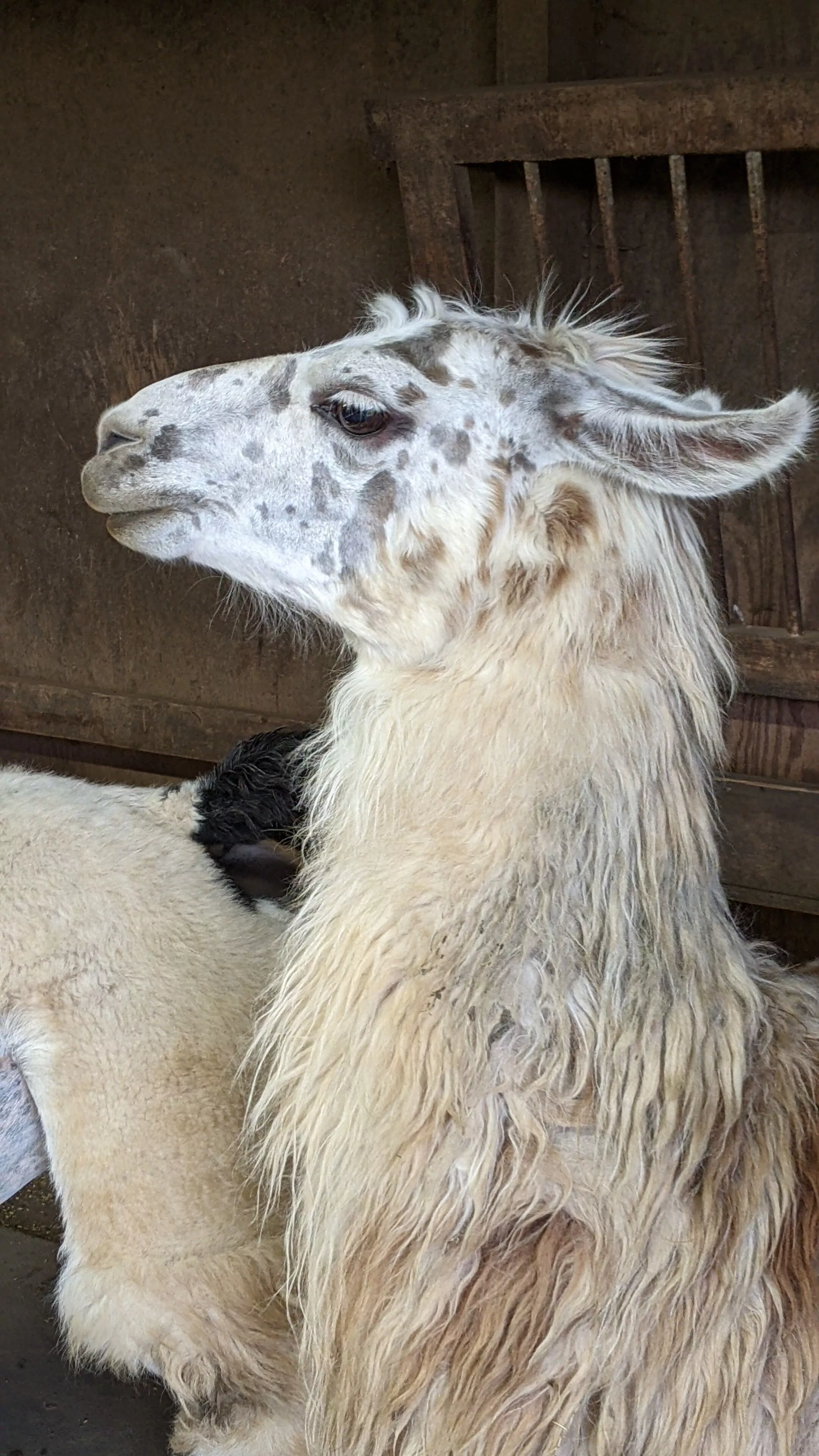 An image of a llama named Speckles inside a barn