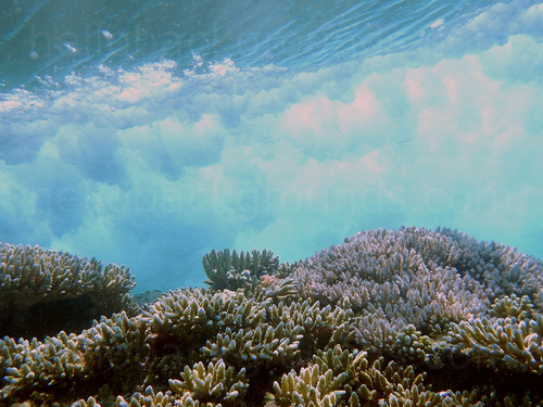 Underwater coral reef Microsoft Teams background