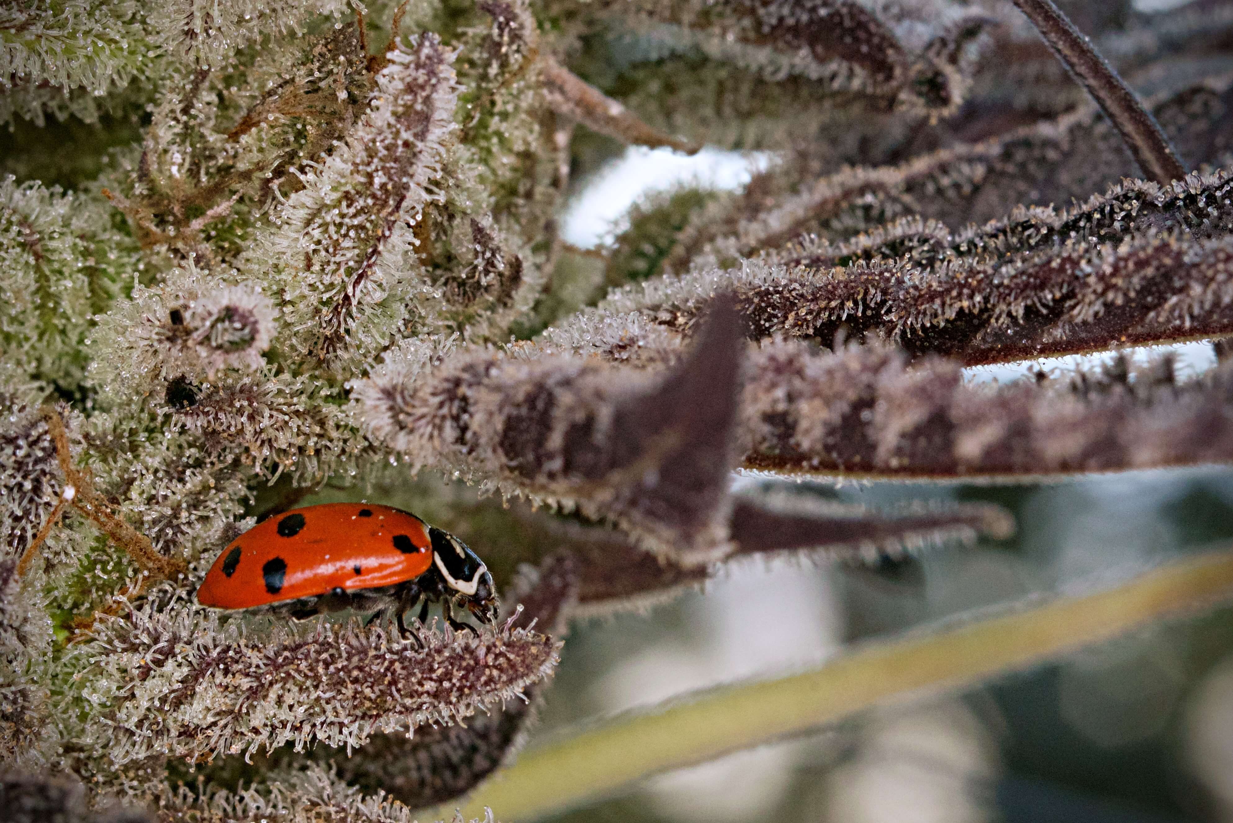 Ladybug on Cannabis IPM