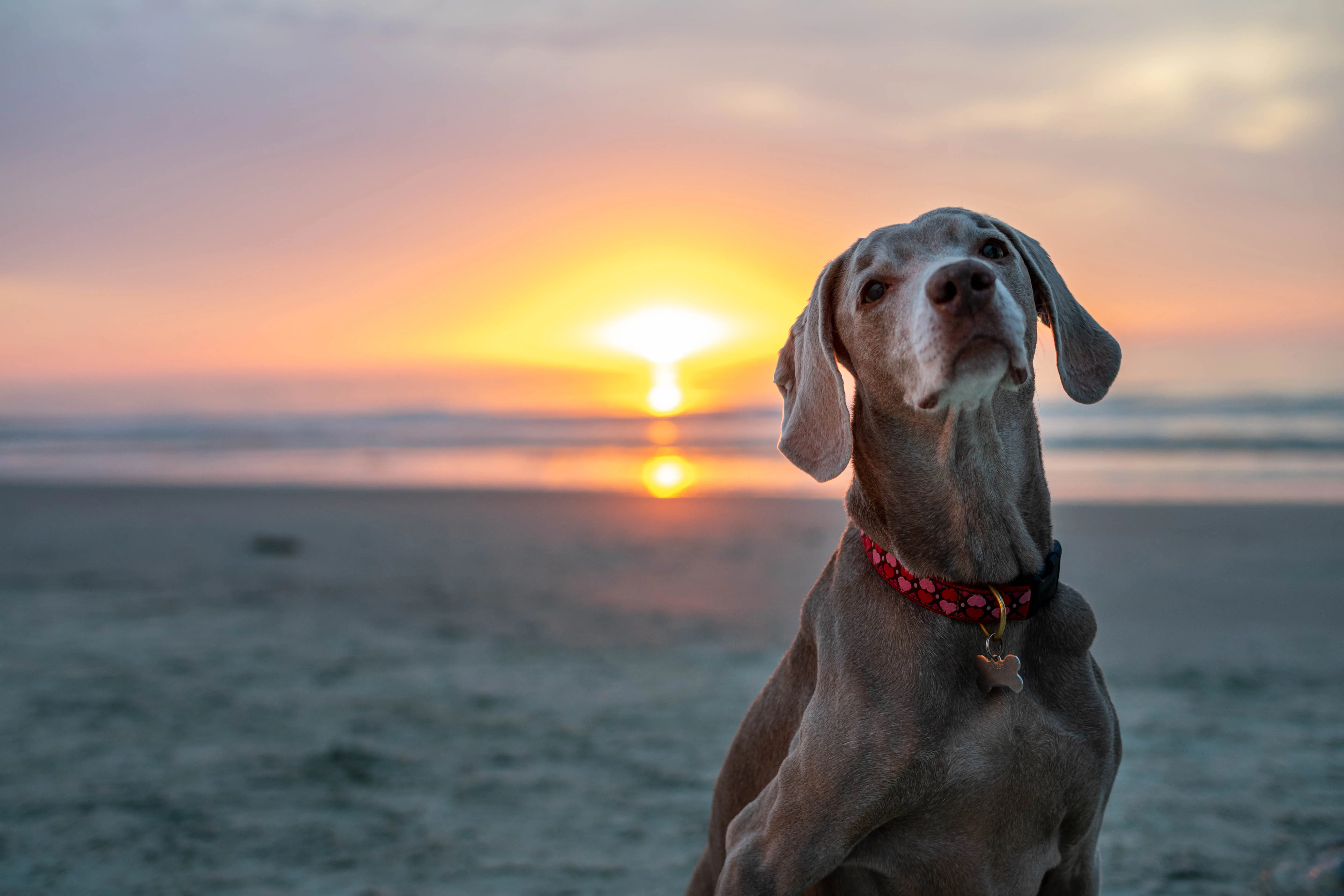 Kimbers sitting looking towards the camera with a golden glow reflecting on her and a beach sunrise in the background.