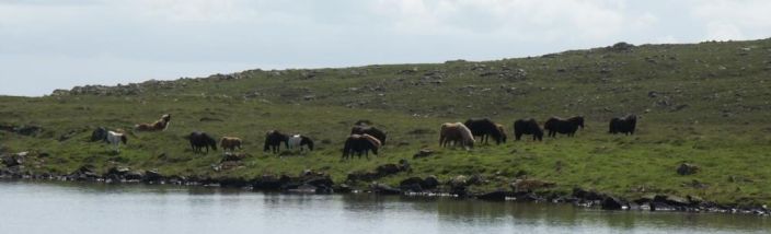 Shetland Ponies Grazing