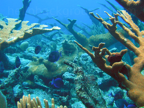 Underwater coral reef with blue tropical fish Zoom background