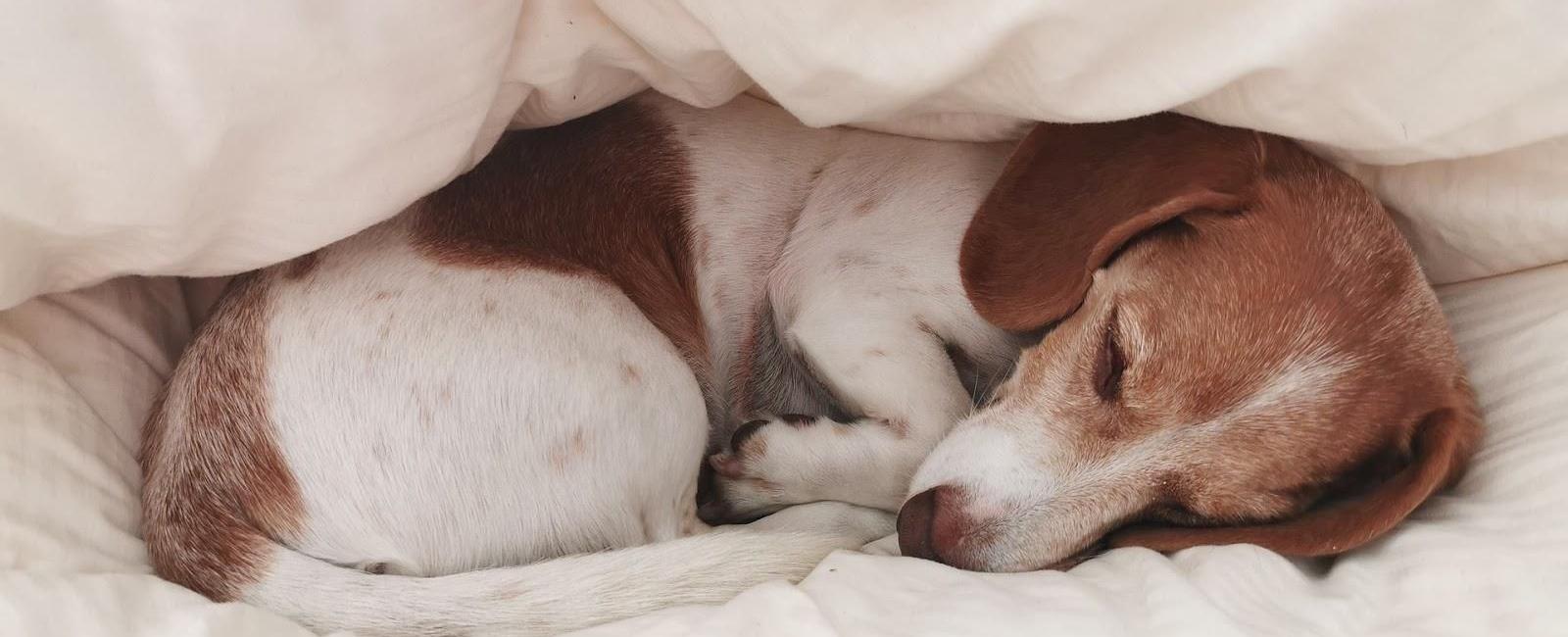 Why Do Dogs Howl in Their Sleep?