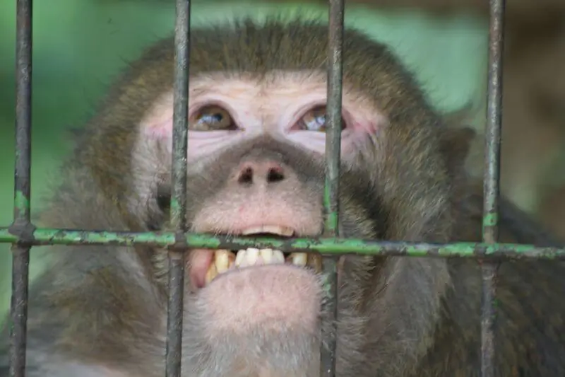 Macaco mordendo barras de uma gaiola enferrujada