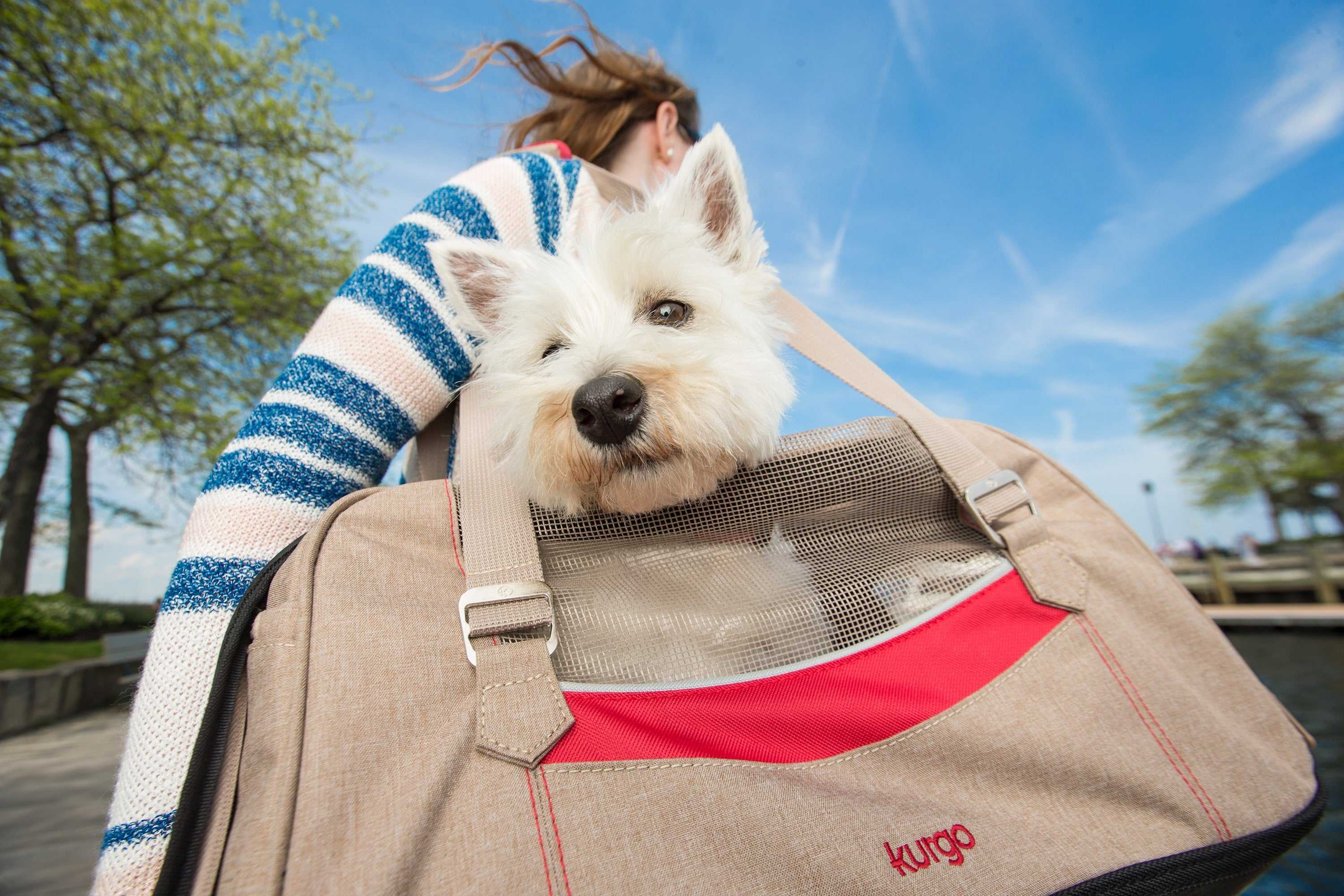 3 ​Dog Friendly Cities In The U.S.A.
