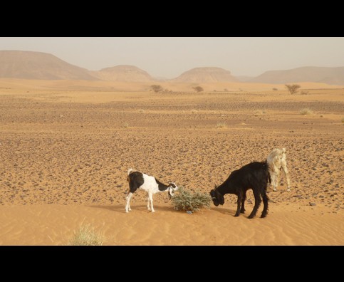 Sudan Desert Walk 17
