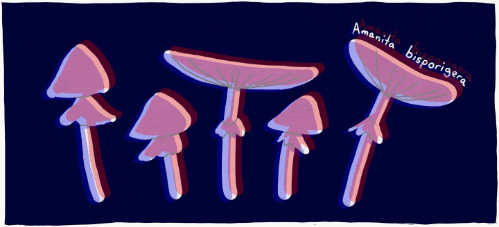 Amanita bisporigera - Destroying angels mushrooms