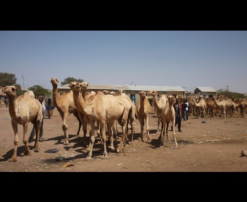 Somalia Camel Market 5