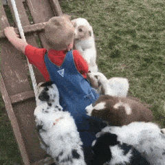 Muchos perros cachorros jugando con un niño