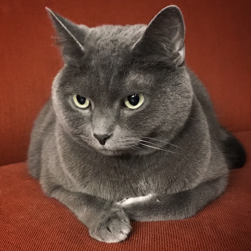 Dita