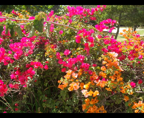 Colombia Villa Flowers 7