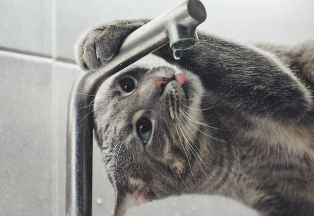 Cosa devi sapere sull'idratazione del gatto