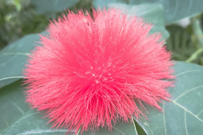 A fluffy pink tropical flower sits in the exact center of a ring of pale gray-green leaves.