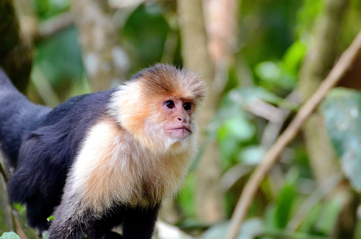 A white-faced capuchin monkey at home in a cloud forest