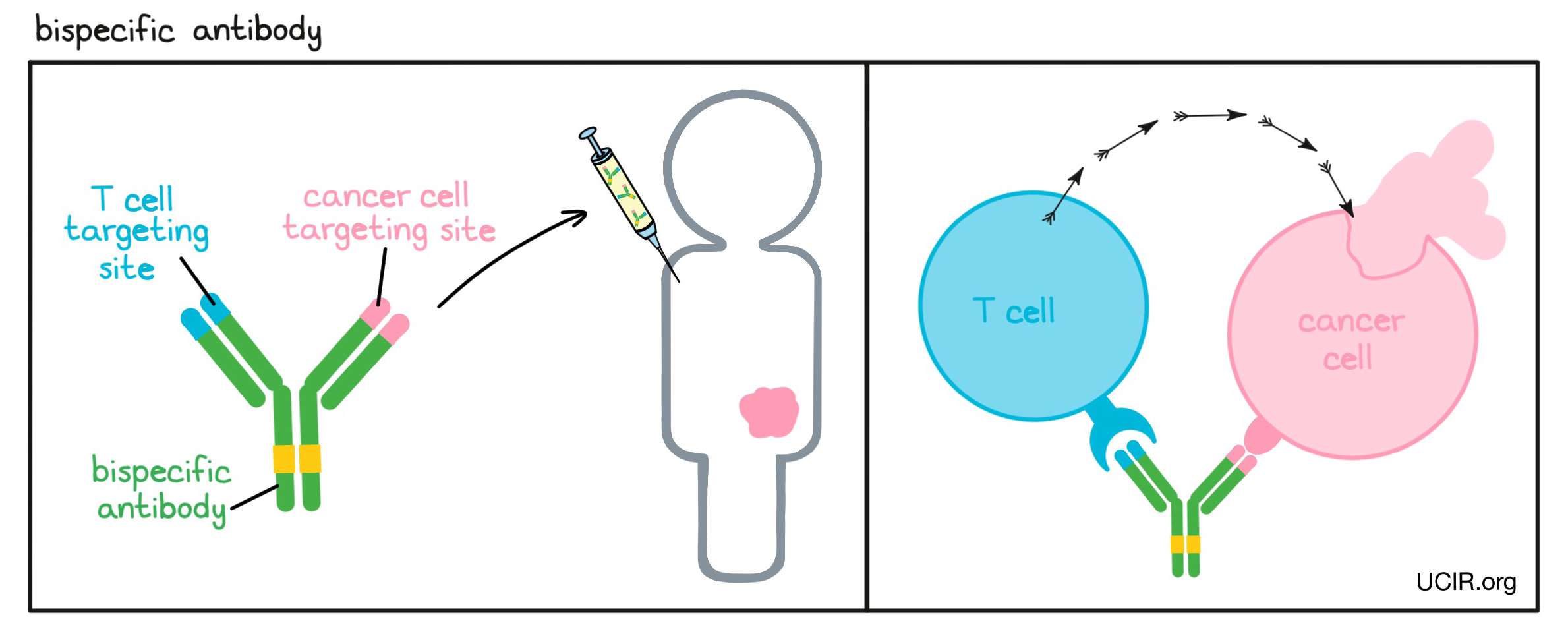Biospecific antibody illustration