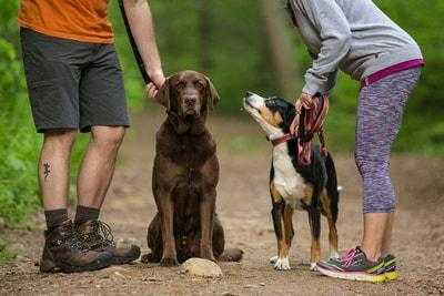 Why and How Positive Dog Training Works