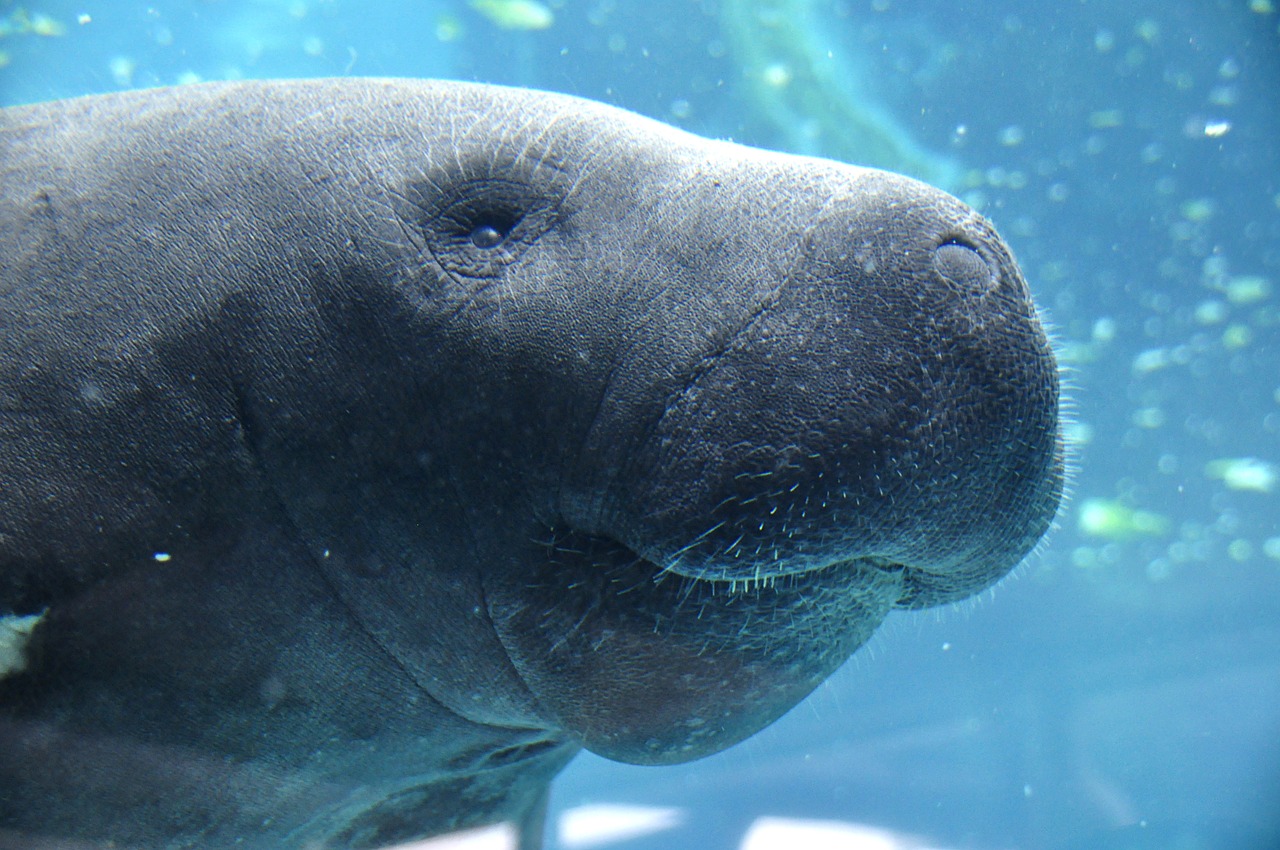 background for Manatee