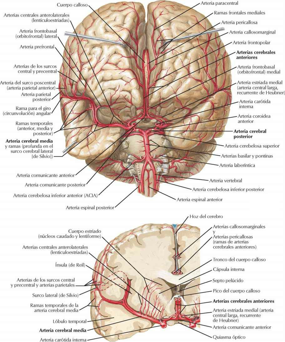 Vasculatura Cerebral Enfermería