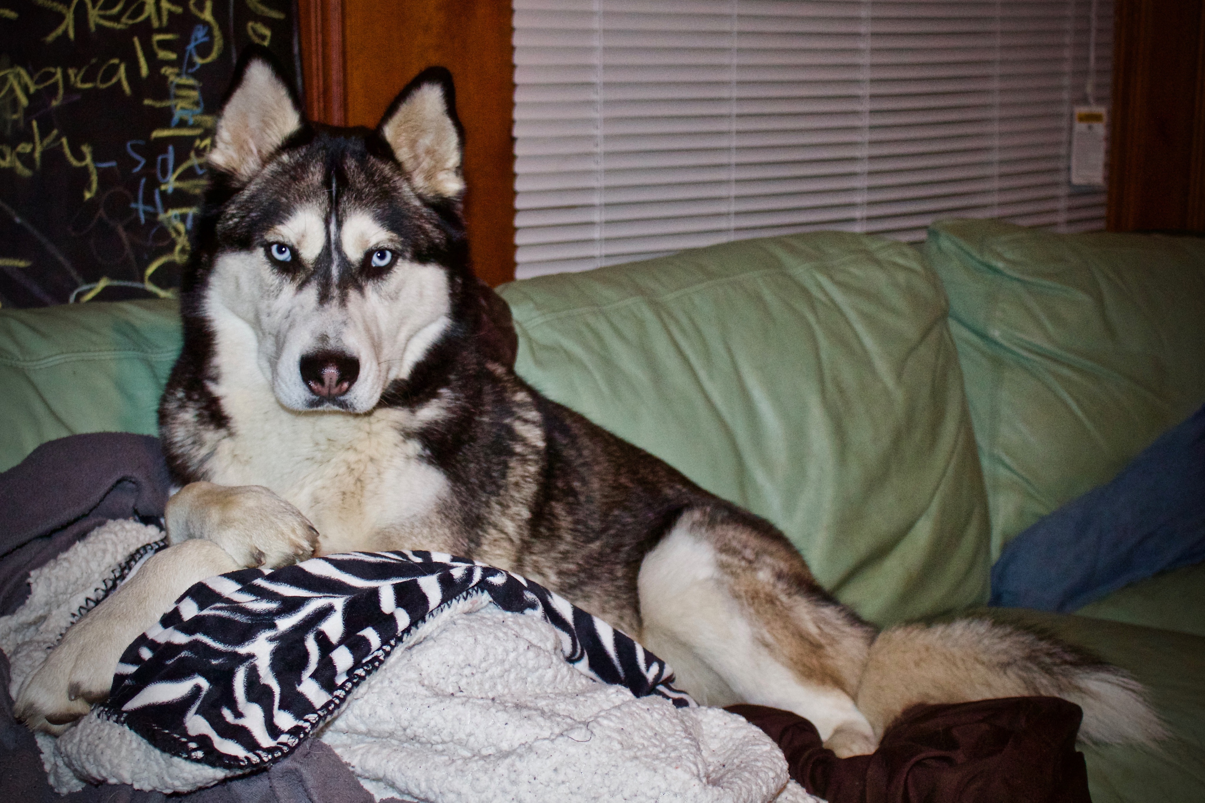 A black and white husky laying on a zebra and brown blanket on the arm rest of a mint green couch.