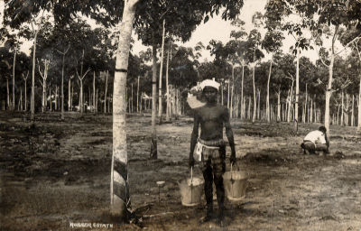 A black and white photo of a male rubber tapper at a rubber plantation. In what appears to be a posed photo, he stands next to a rubber tree carrying two buckets.