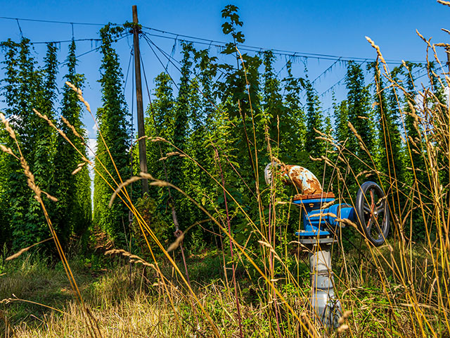 A field of hops being farmed