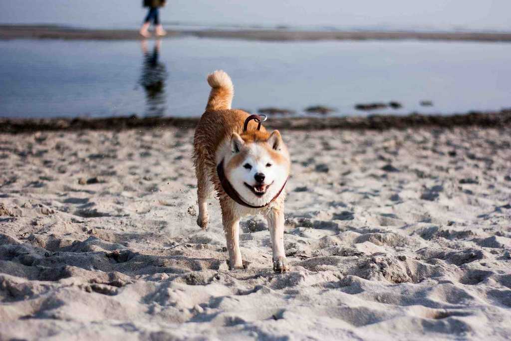 A Shiba Inu running towrds the owner