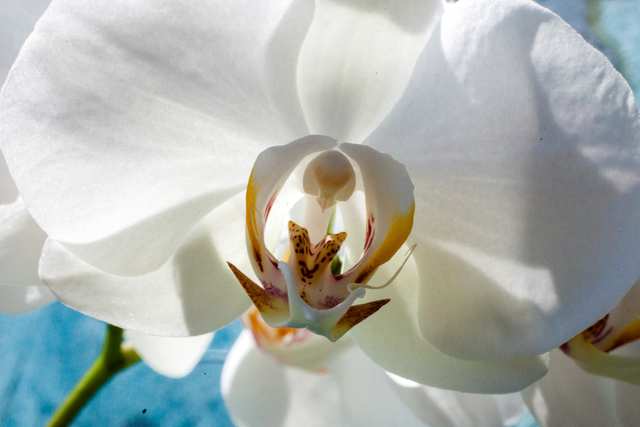 Orchid 10, 