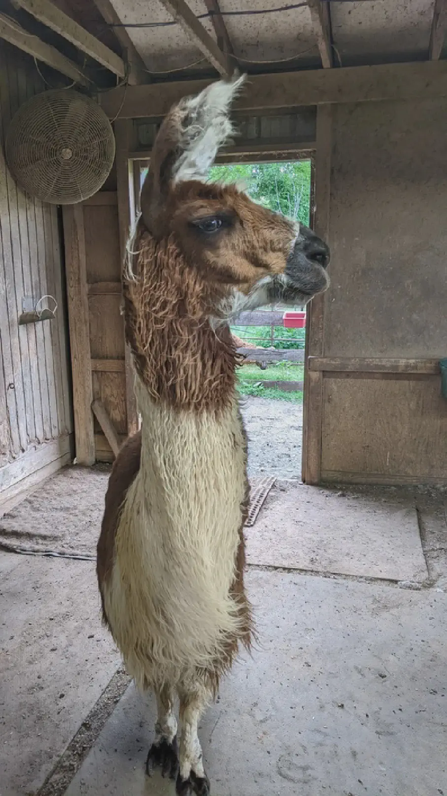 An image of a llama named Cimarosa