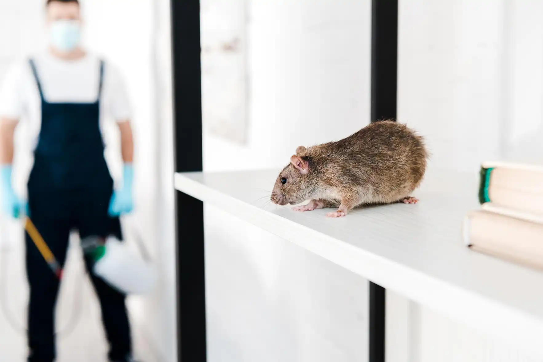 Pilgrim Pest Professionals is a Pest Control & Wildlife Removal company in Berkley, MA