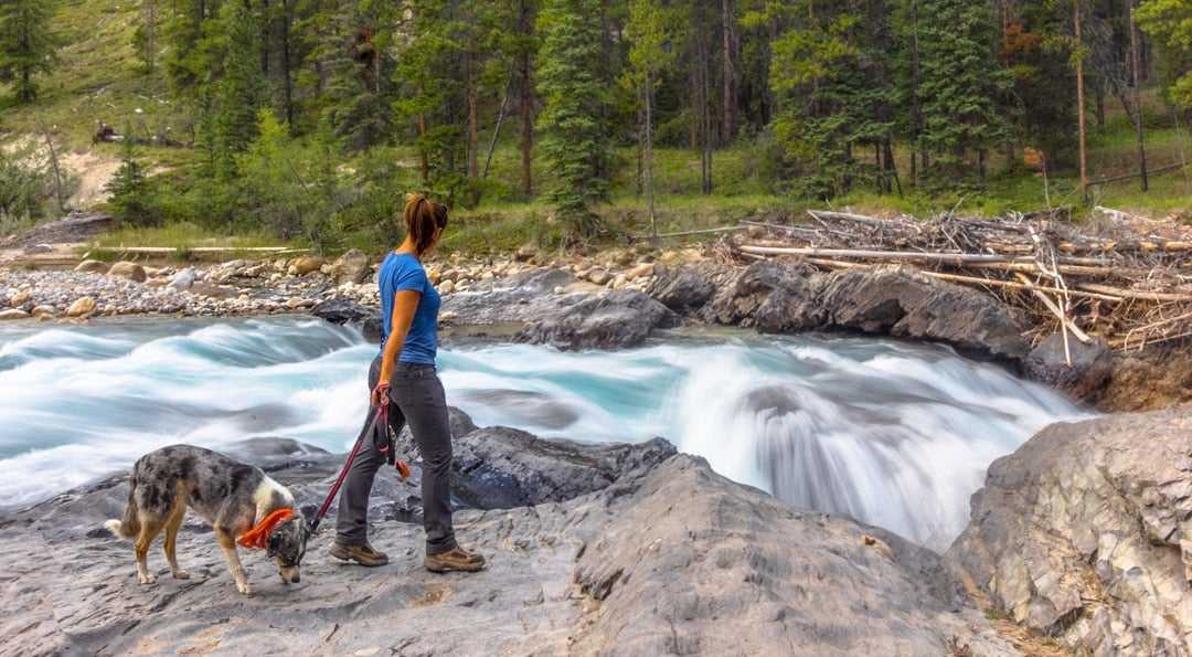 10 Best Summer Vacations For Dogs