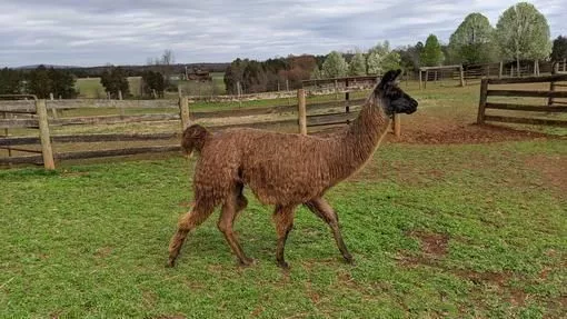 A llama named Manila