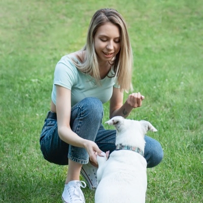 Obedience Coaching For Your Canine