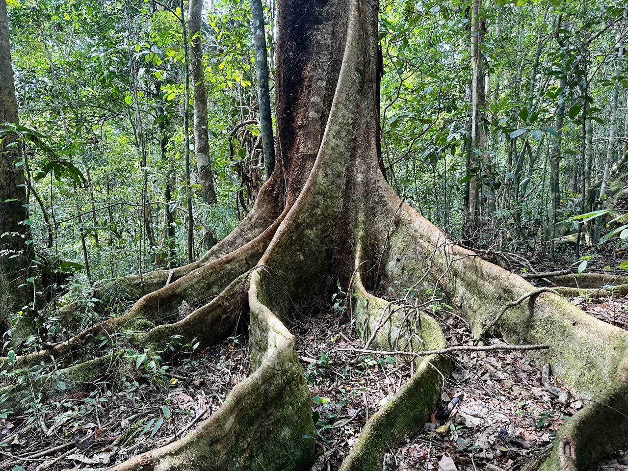 The trees are massive, and the roots incredible