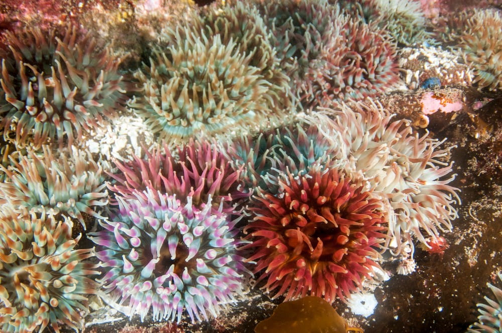 A colourful cluster of Dahlia anemones <em>(Urctinia felina)</em>