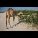 Somalia Berbera Beach 4